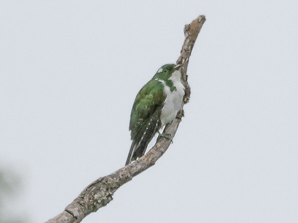 Klaas's Cuckoo - ML644818019