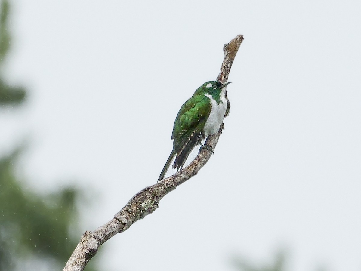 Klaas's Cuckoo - ML644818020