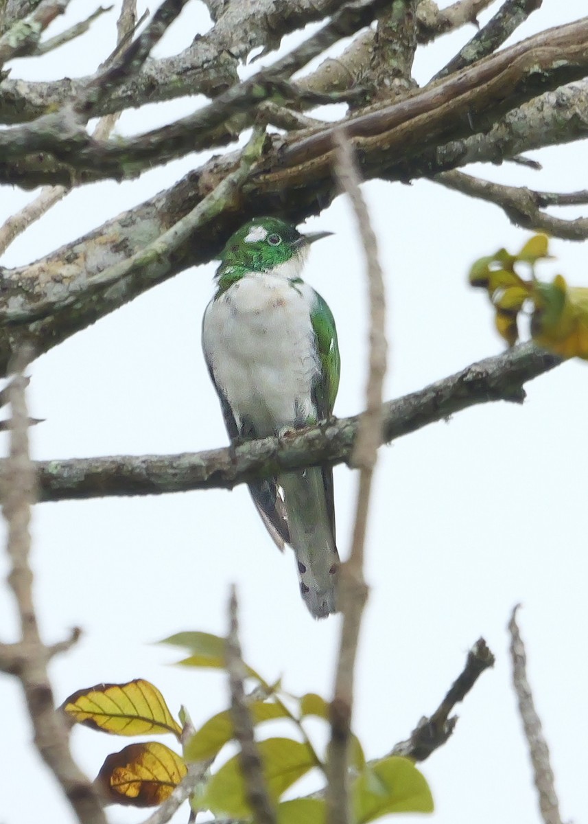 Klaas's Cuckoo - ML644818021