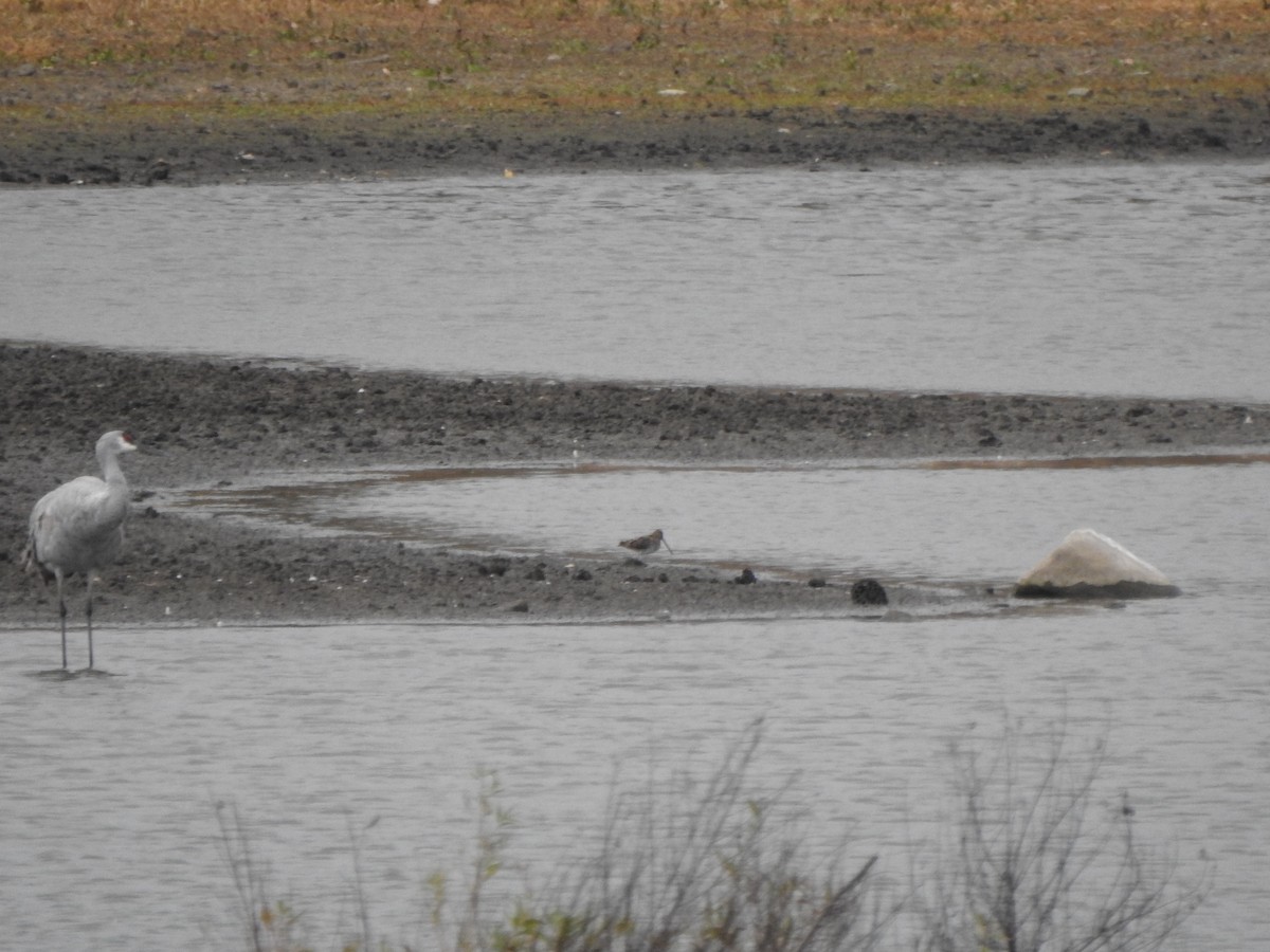 Wilson's Snipe - ML644818022