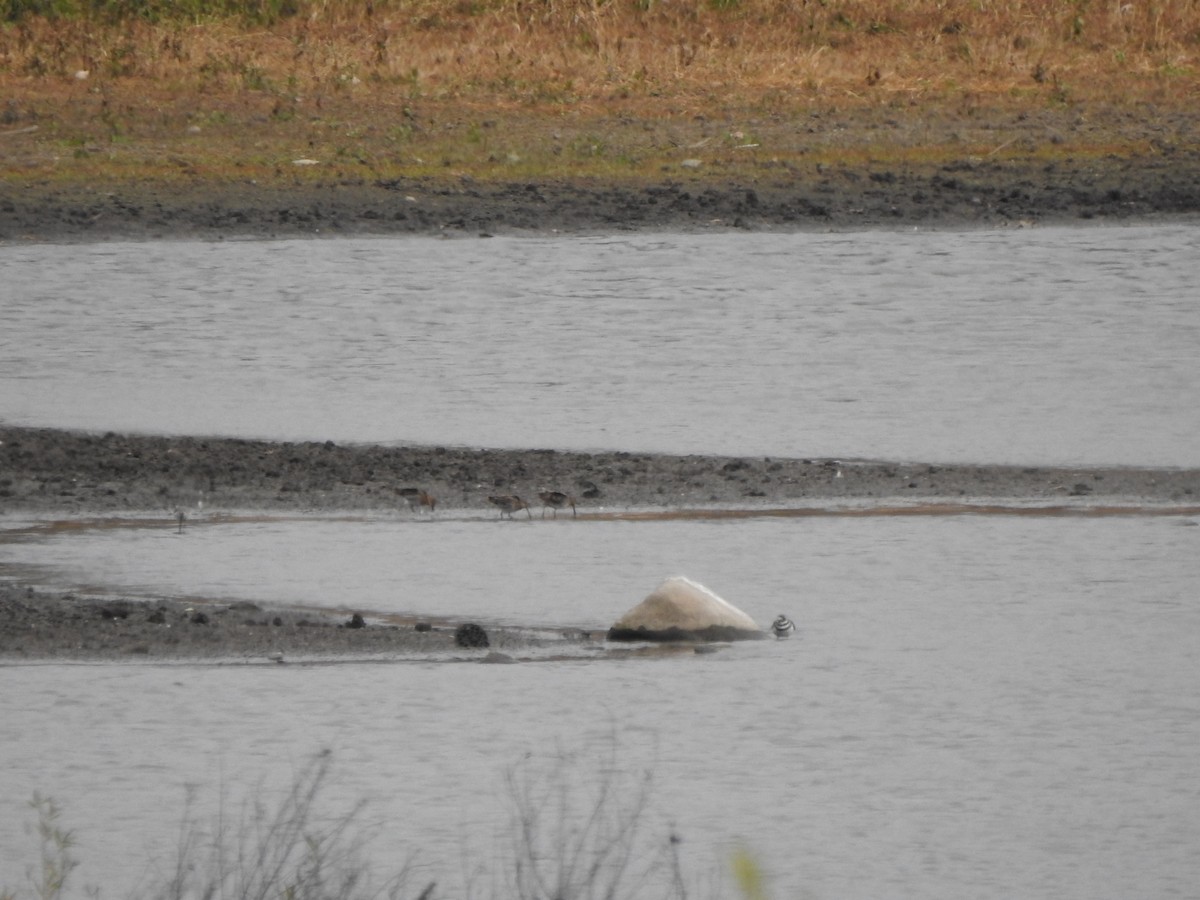Wilson's Snipe - ML644818023