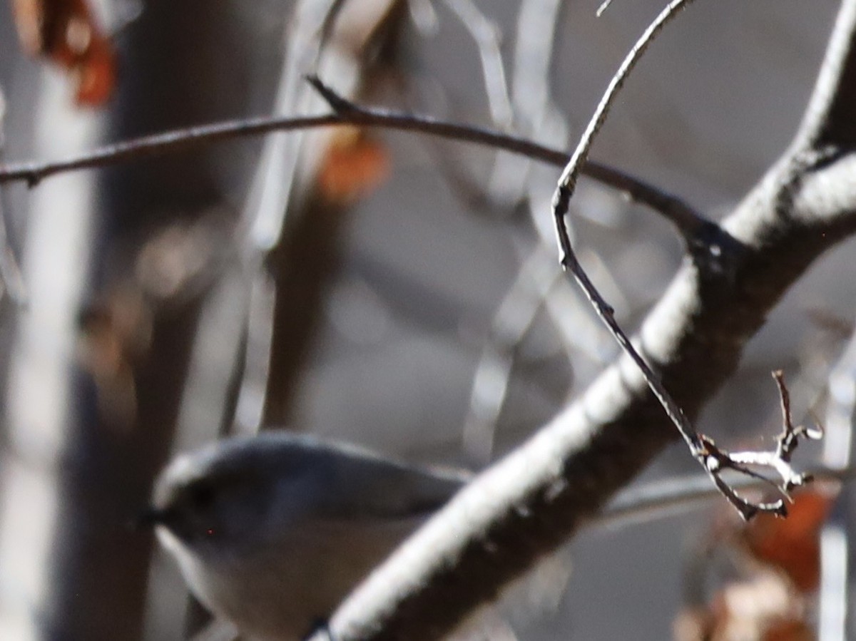 Bushtit - ML644818024