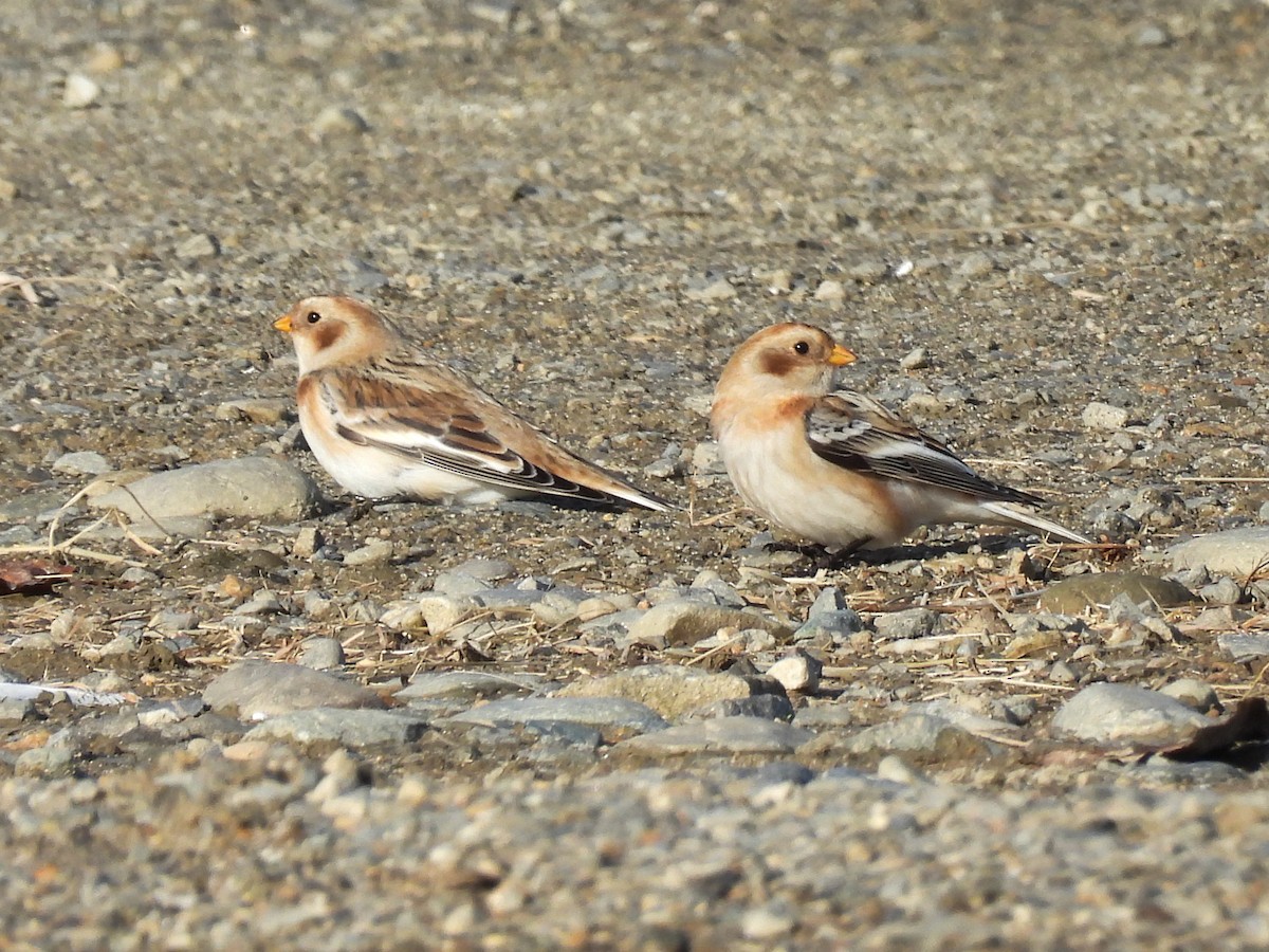 雪鵐 - ML644818025