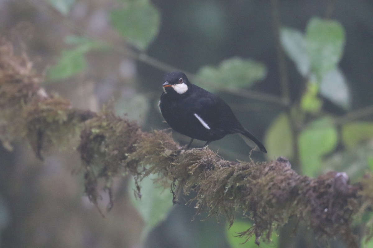 Black Solitaire - ML644818026