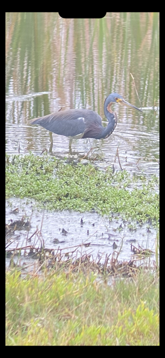 Tricolored Heron - ML644818027