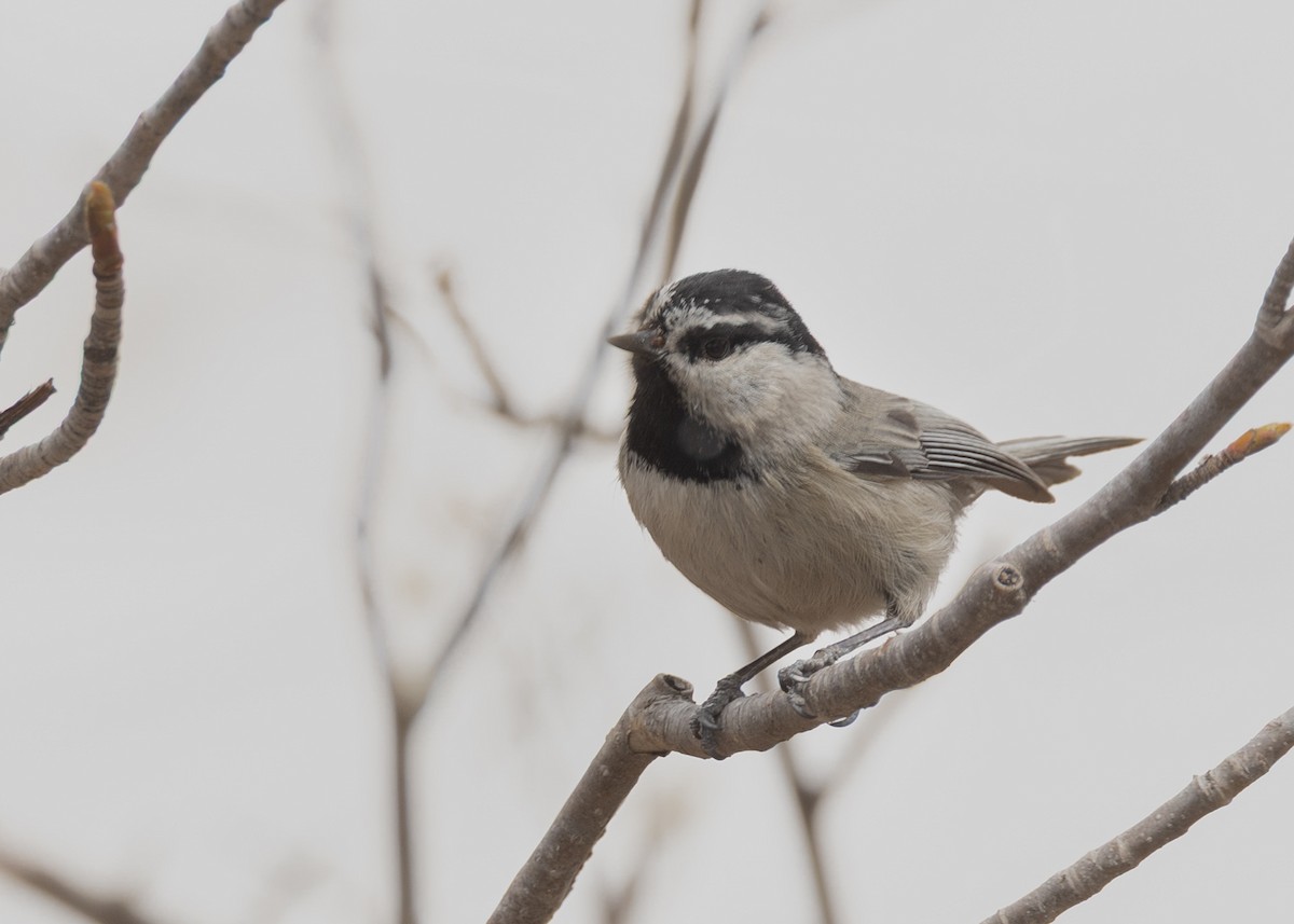 Mountain Chickadee - ML644818029