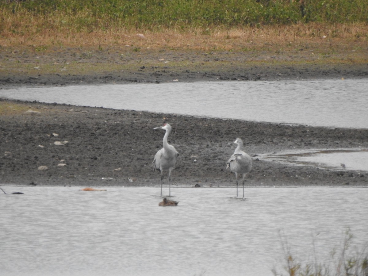 沙丘鶴 - ML644818030