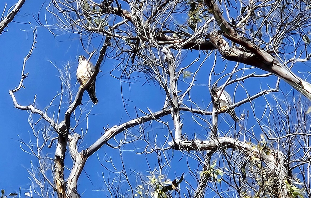 遊隼 - ML644818032