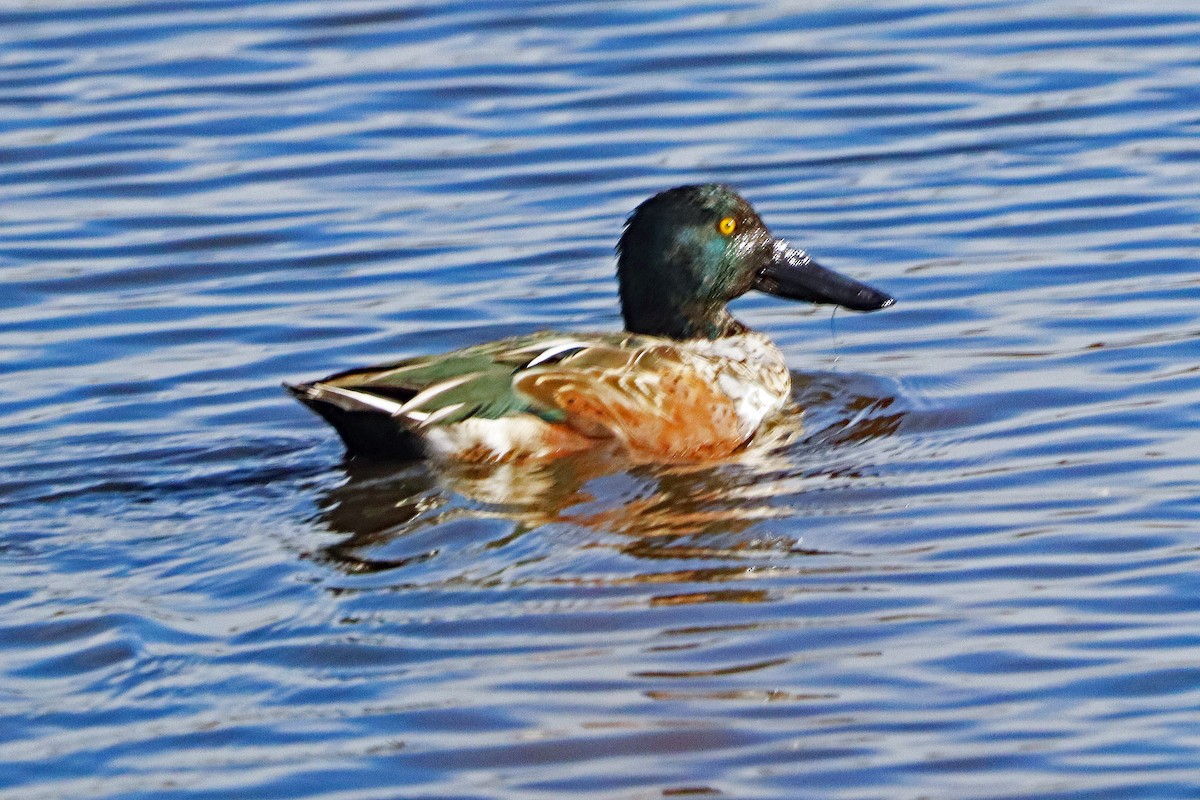 琵嘴鴨 - ML644818048