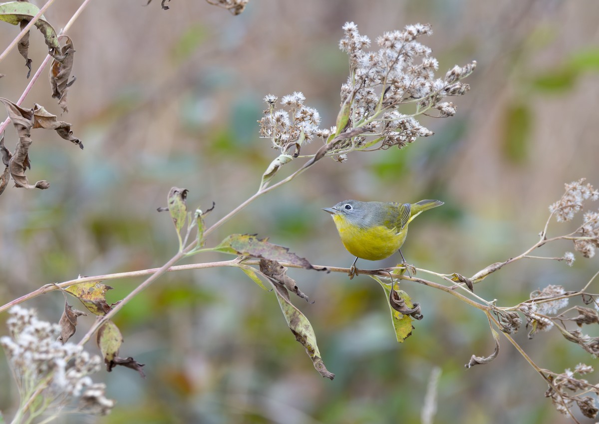 Nashville Warbler - ML644818049