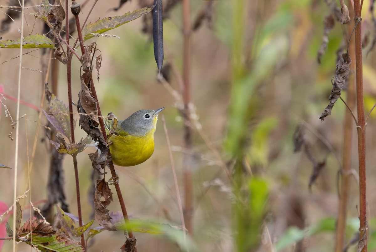 Nashville Warbler - ML644818051