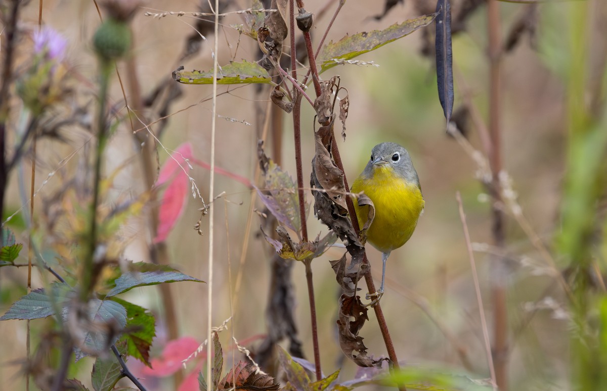 Nashville Warbler - ML644818052