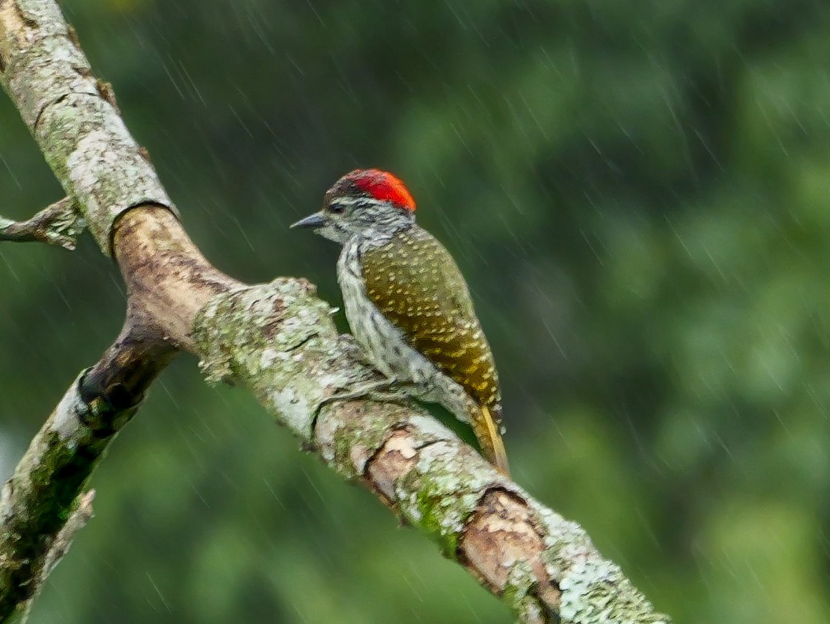 Golden-tailed Woodpecker - ML644818054