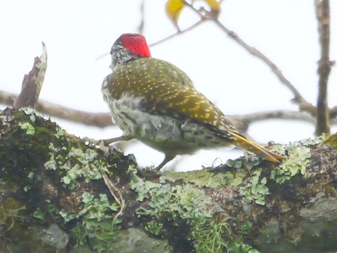 Golden-tailed Woodpecker - ML644818055