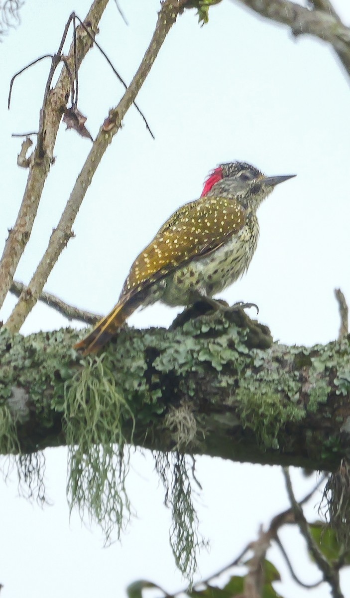Golden-tailed Woodpecker - ML644818056