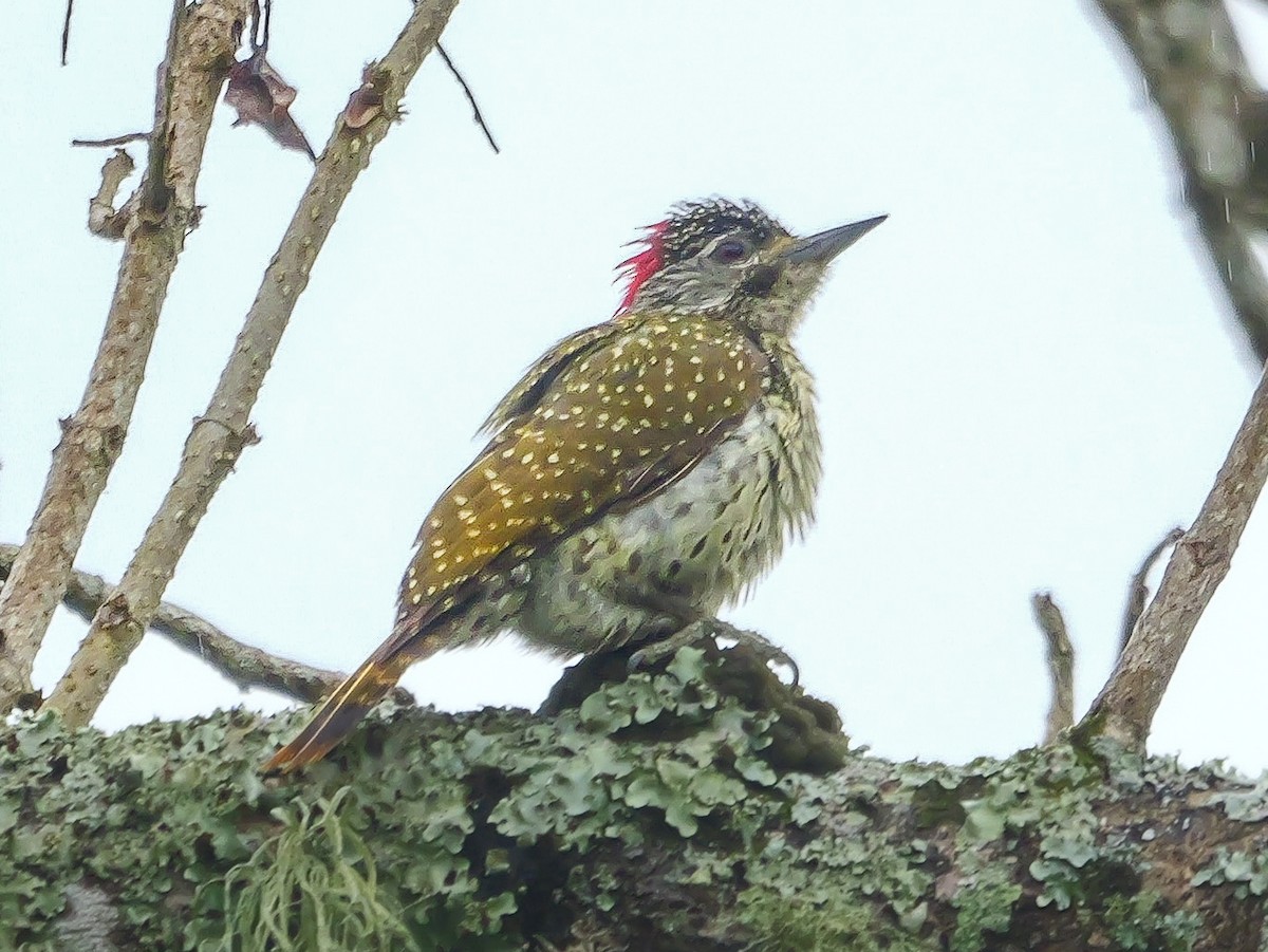Golden-tailed Woodpecker - ML644818057