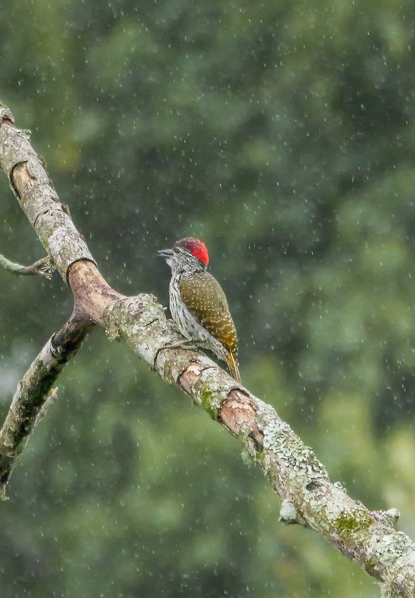 Golden-tailed Woodpecker - ML644818058