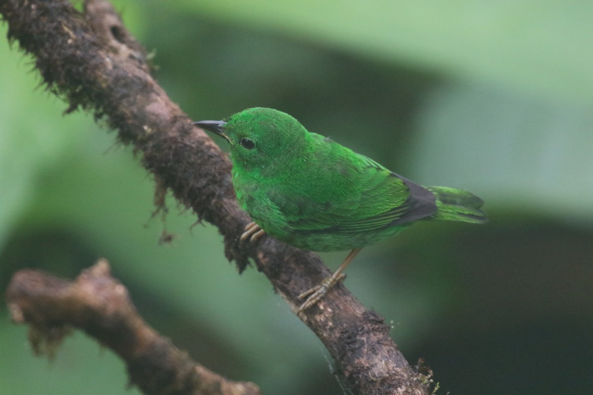 Glistening-green Tanager - ML644818059