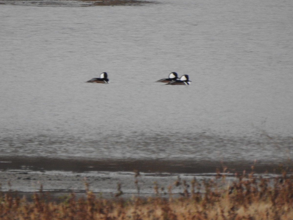 Hooded Merganser - ML644818061