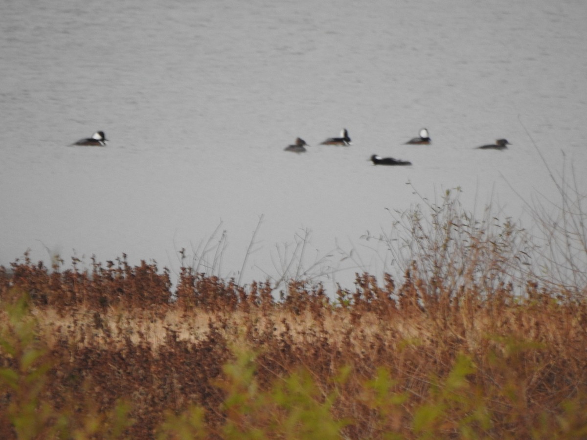 Hooded Merganser - ML644818062
