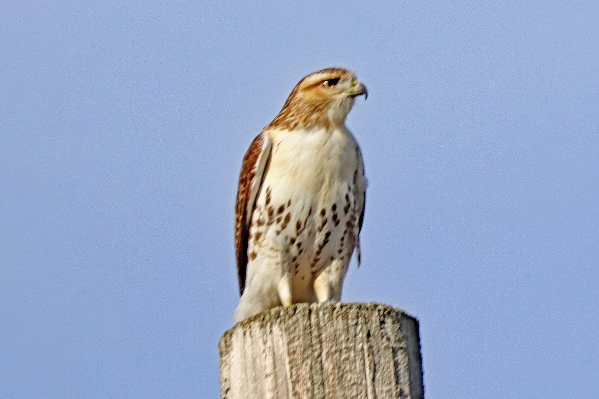 Red-tailed Hawk - ML644818063