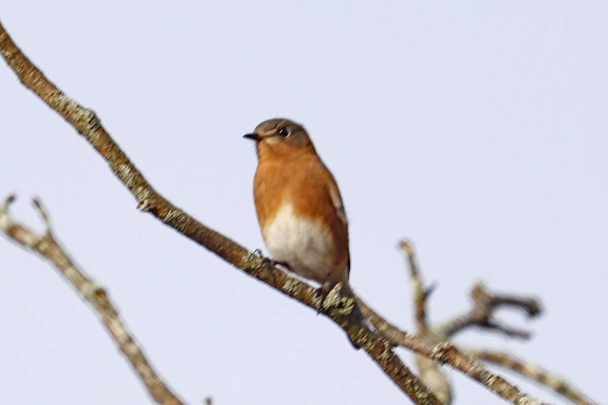 Eastern Bluebird - ML644818064