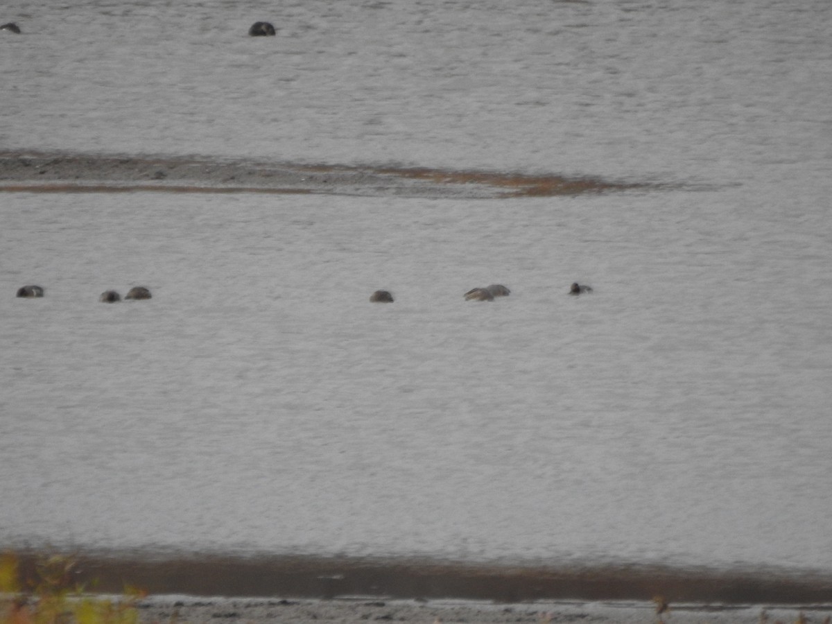 小水鴨 - ML644818065