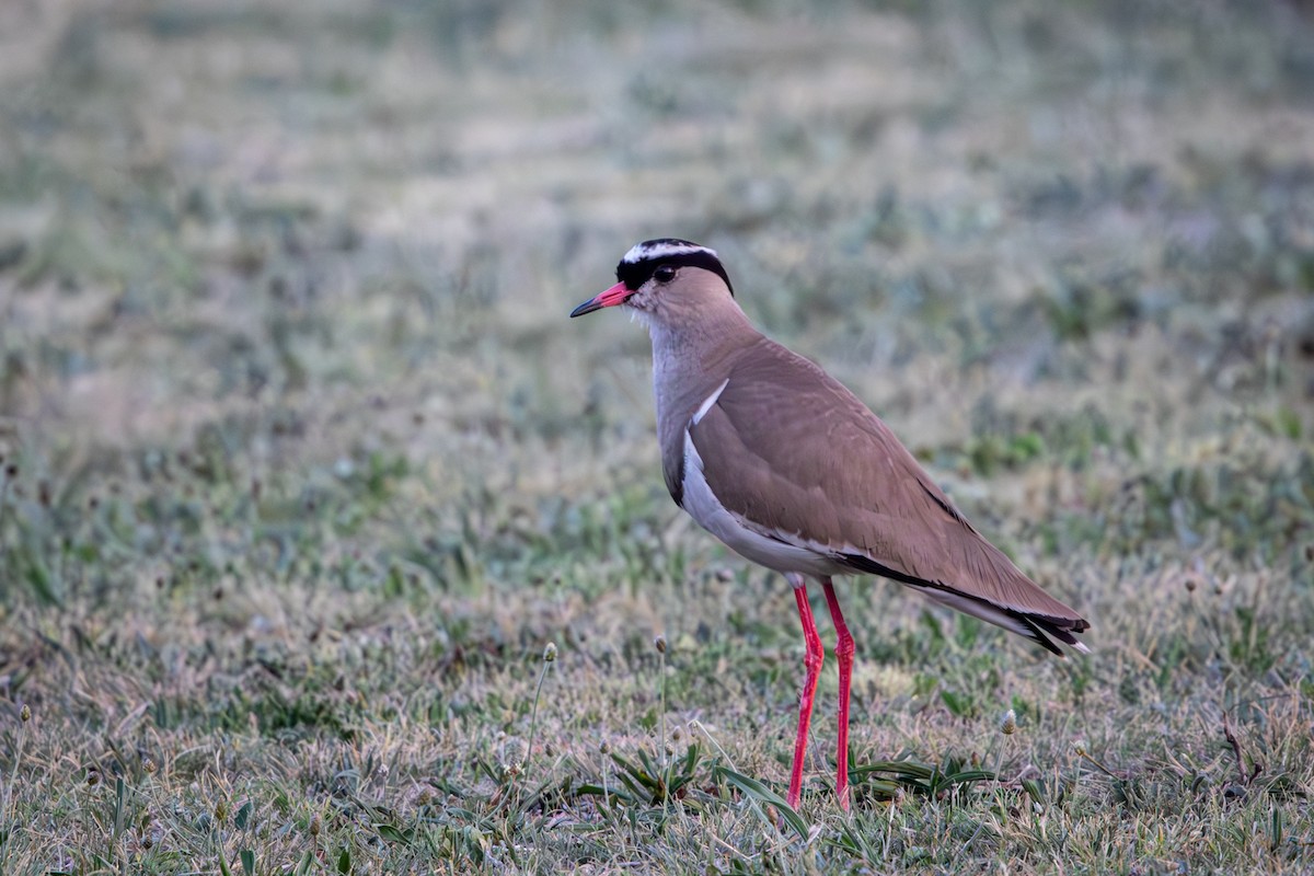 Crowned Lapwing - ML644818086