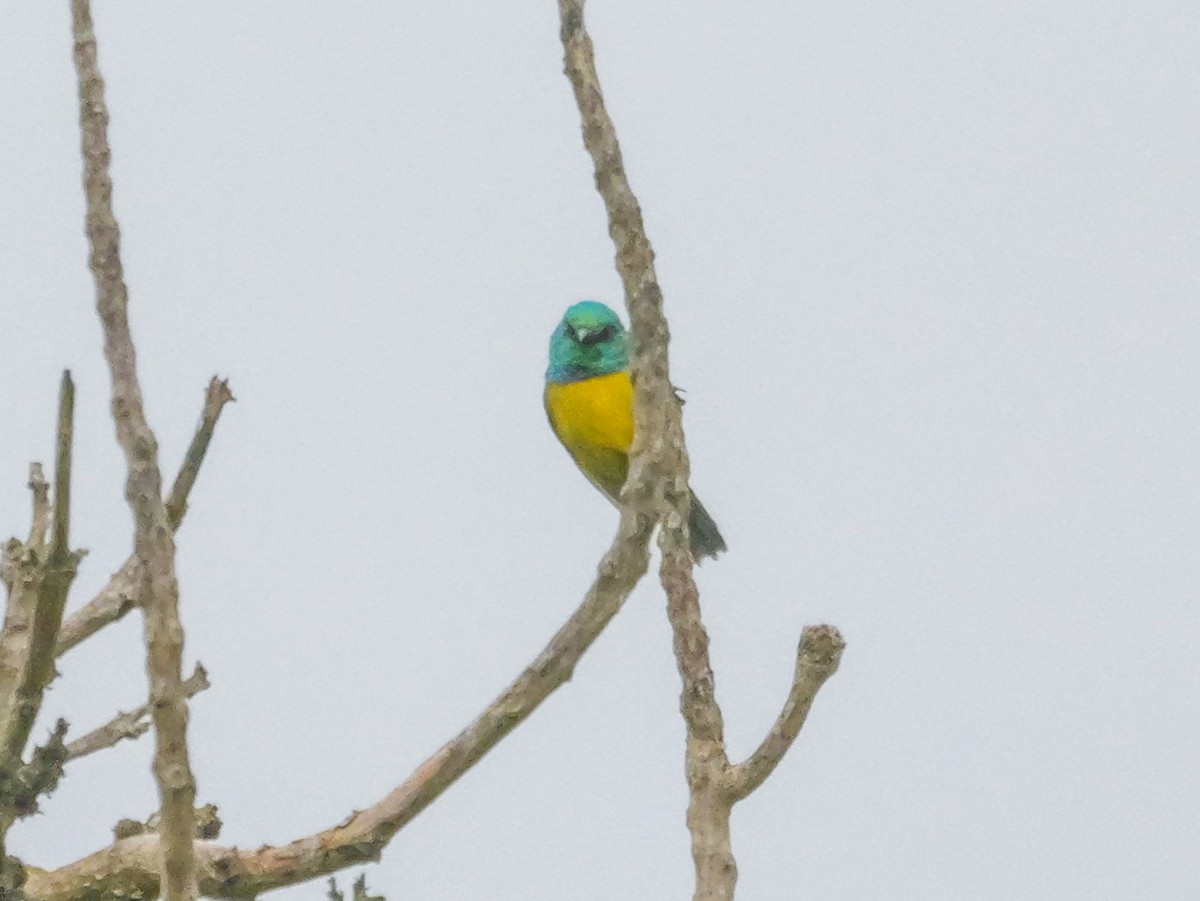 strdimil obojkový - ML644818087