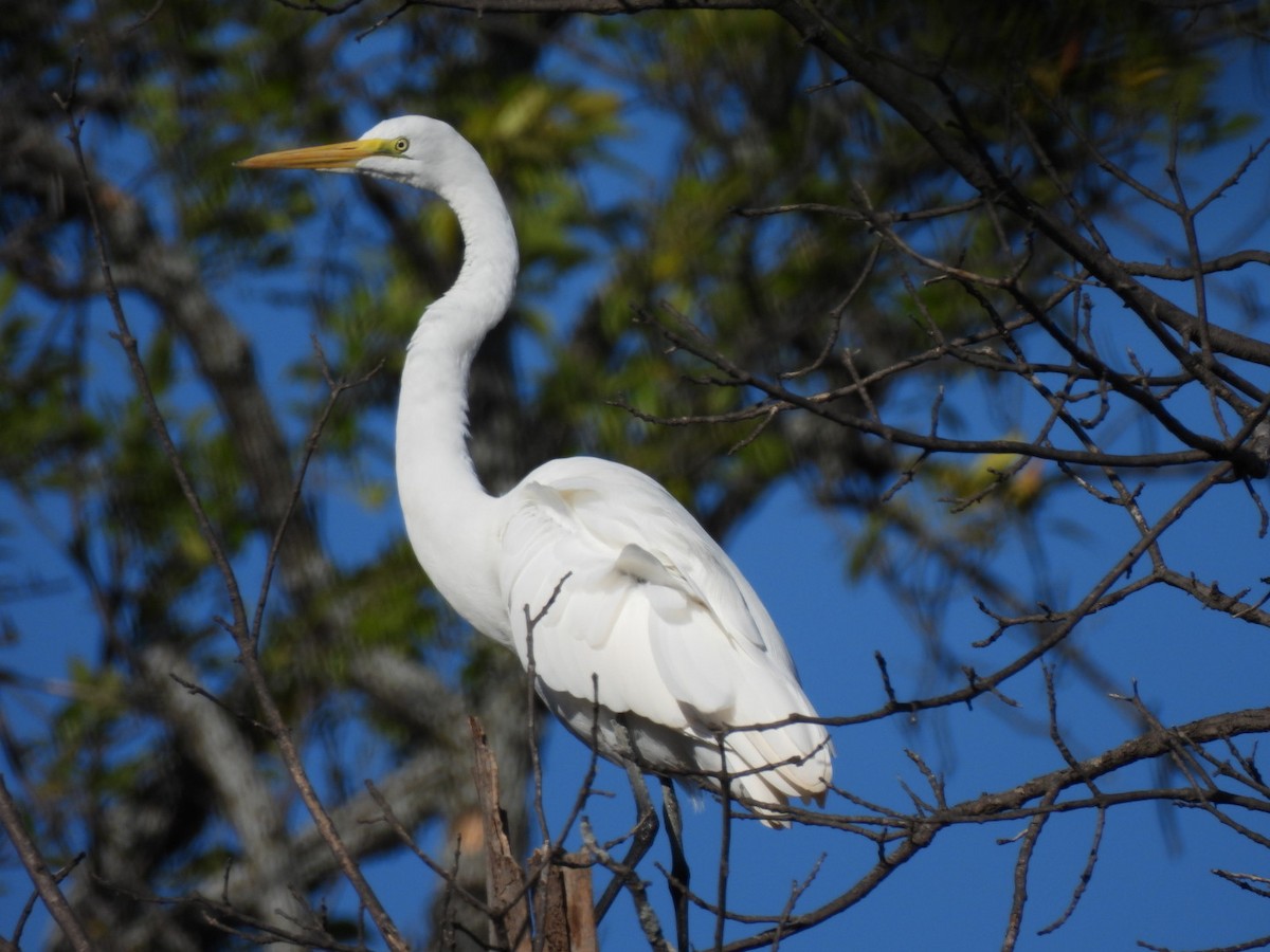 Koartza zuria - ML644818099