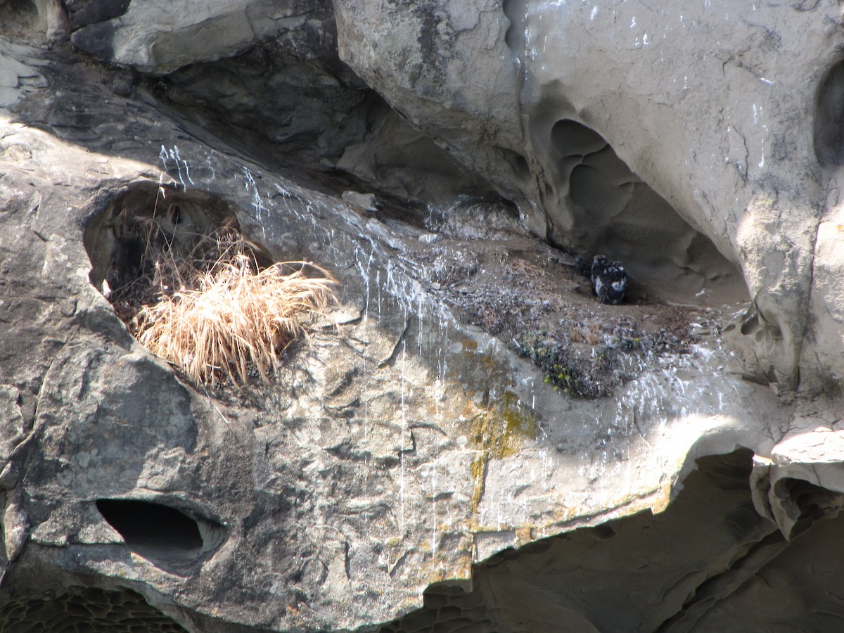 Peregrine Falcon - ML644818111