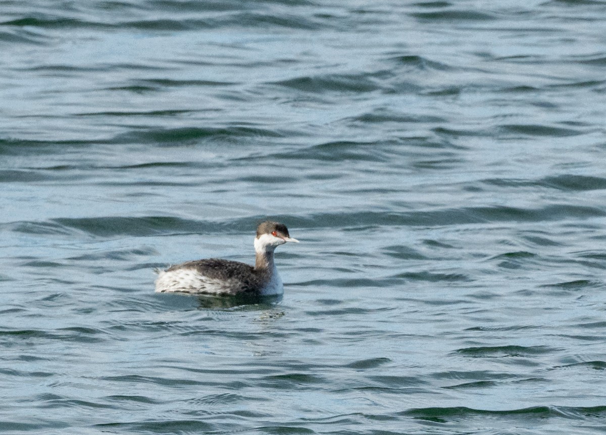 Txilinporta urrebelarria - ML644818113