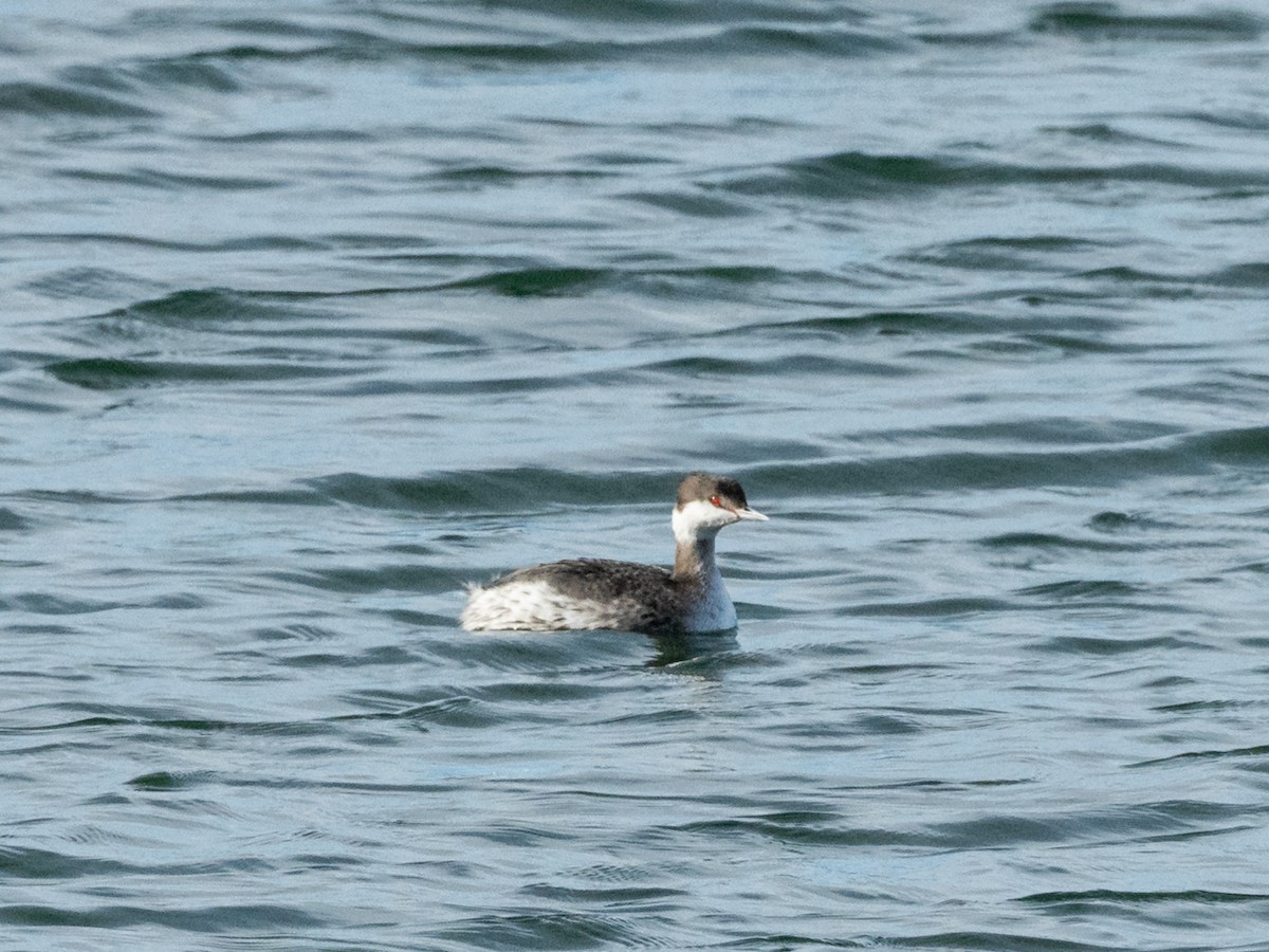 Txilinporta urrebelarria - ML644818114