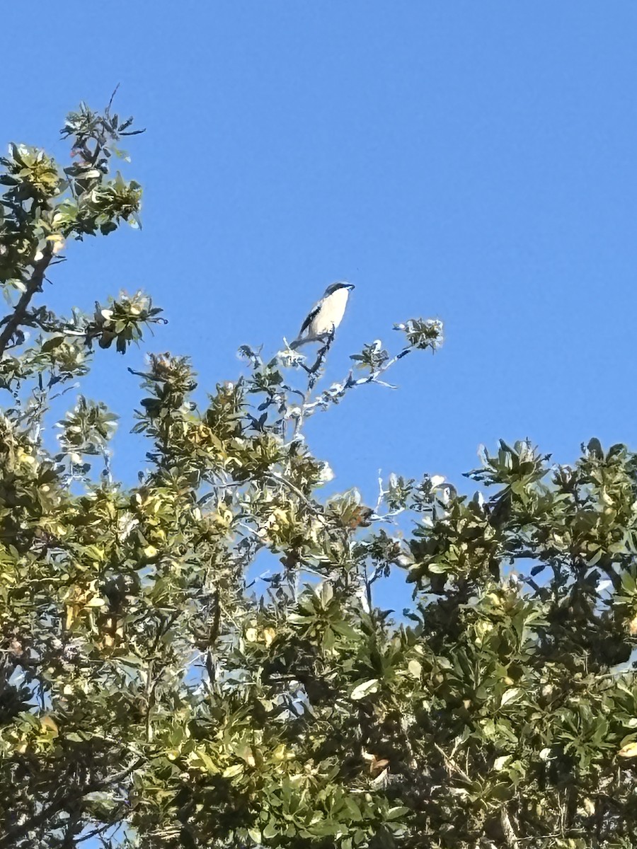 Loggerhead Shrike - ML644818127