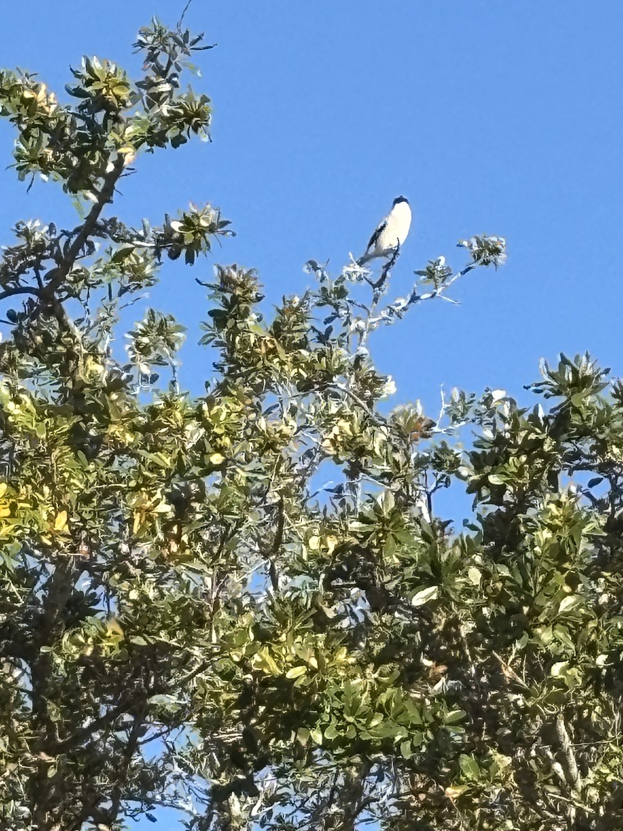 Loggerhead Shrike - ML644818128