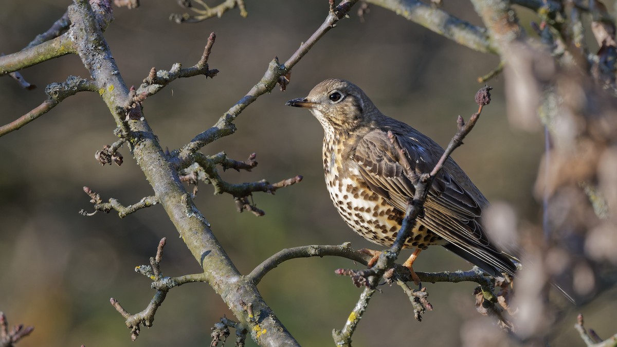 ヤドリギツグミ - ML644818139