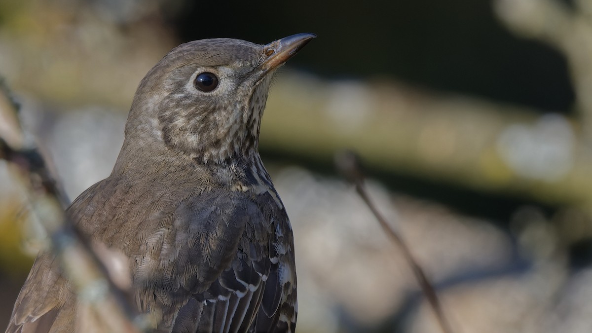 ヤドリギツグミ - ML644818142