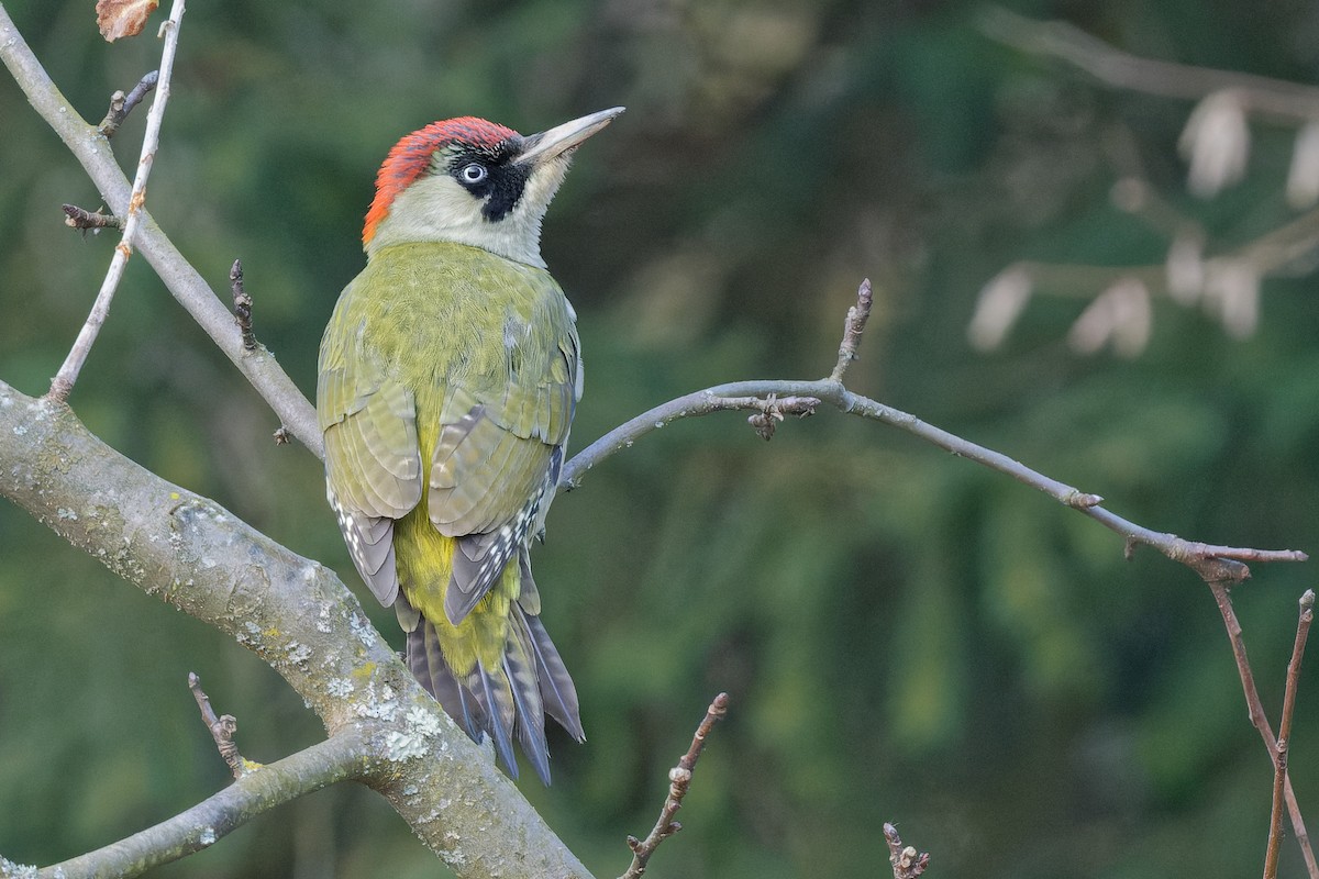 נקר ירוק - ML644818150