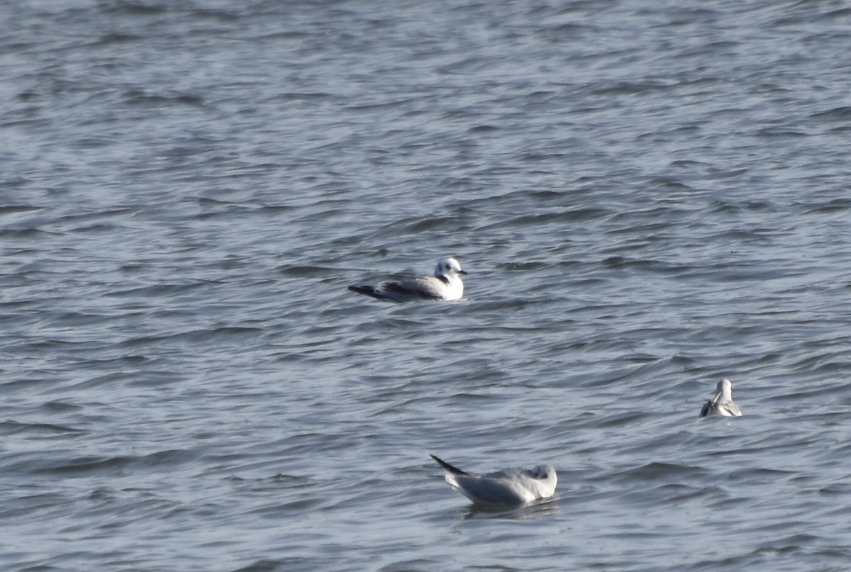 Black-legged Kittiwake - ML644818165