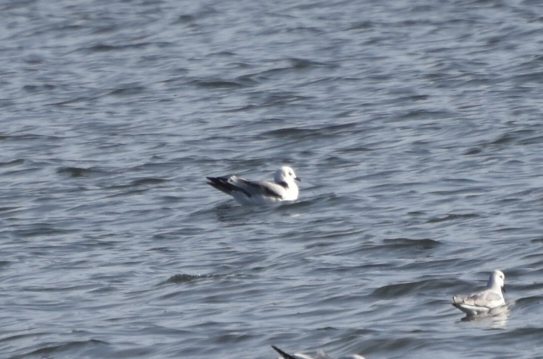 Black-legged Kittiwake - ML644818166