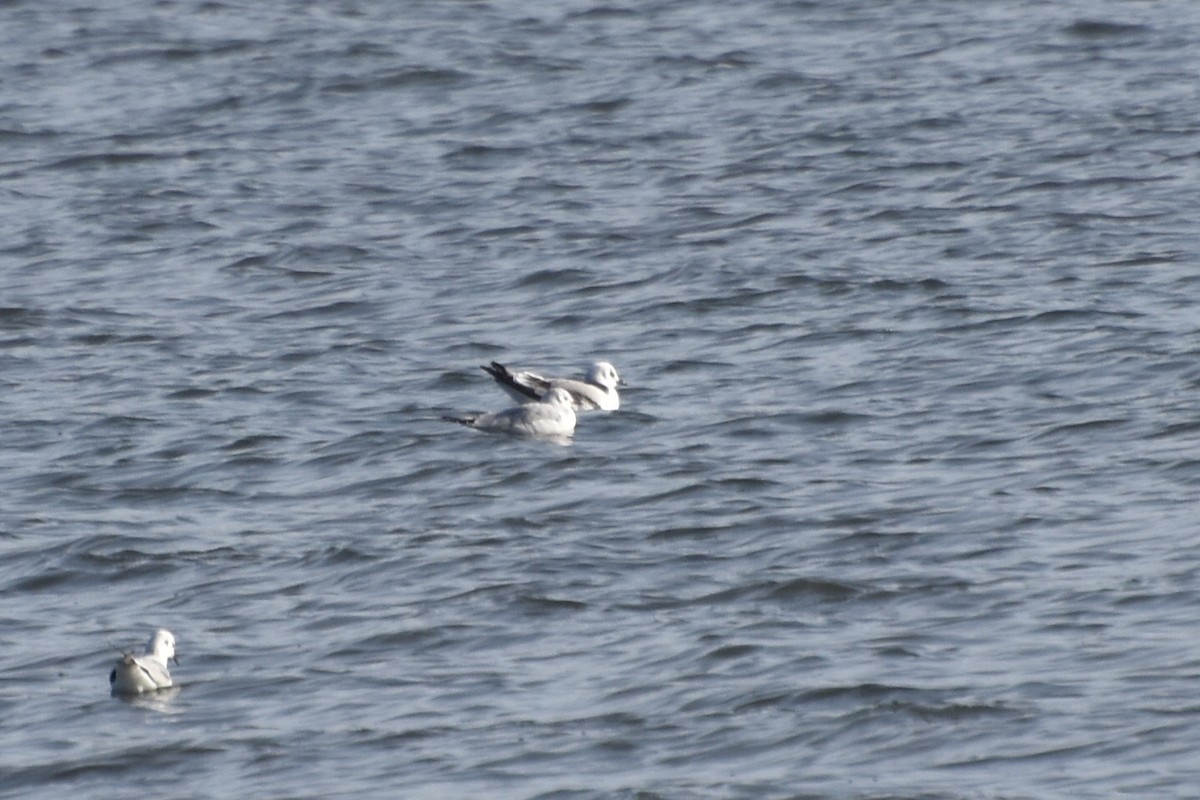 Black-legged Kittiwake - ML644818167