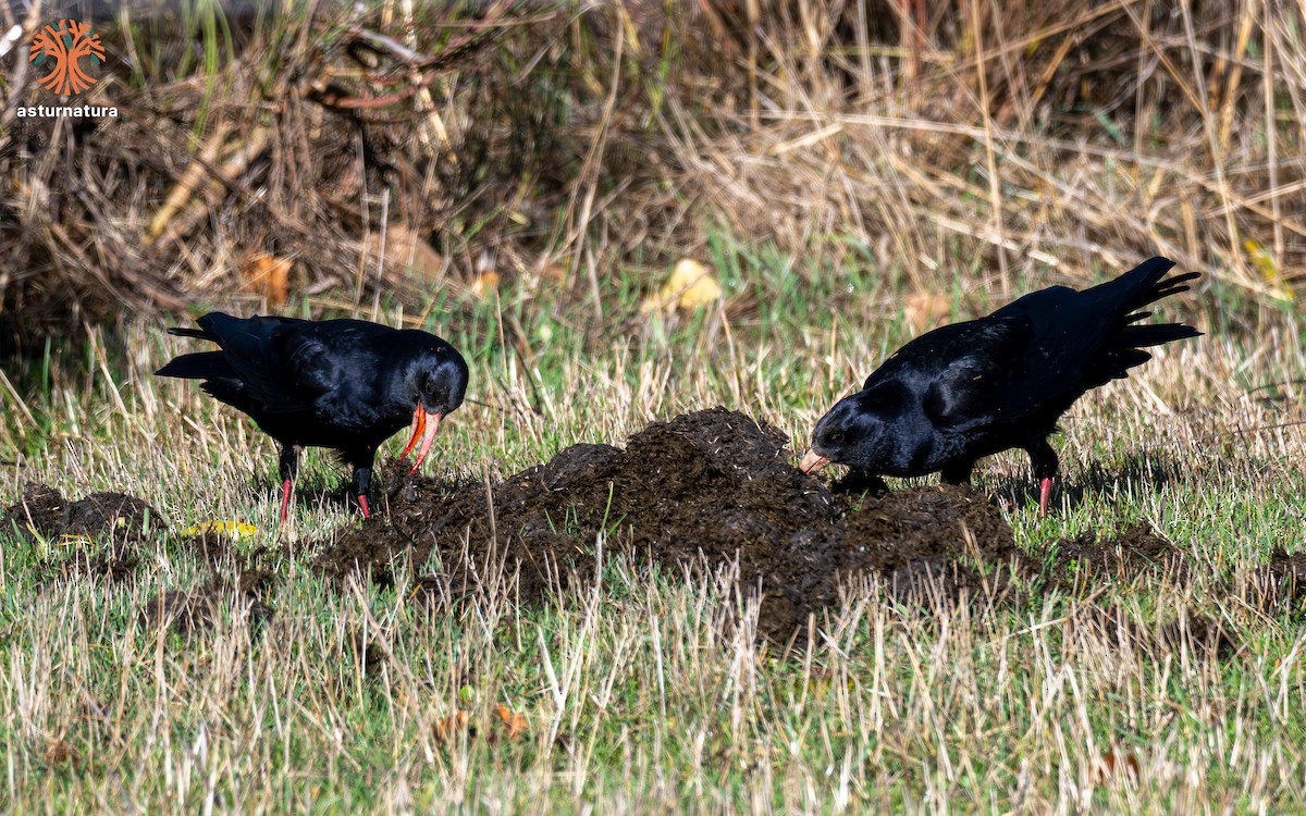 Red-billed Chough - ML644818187