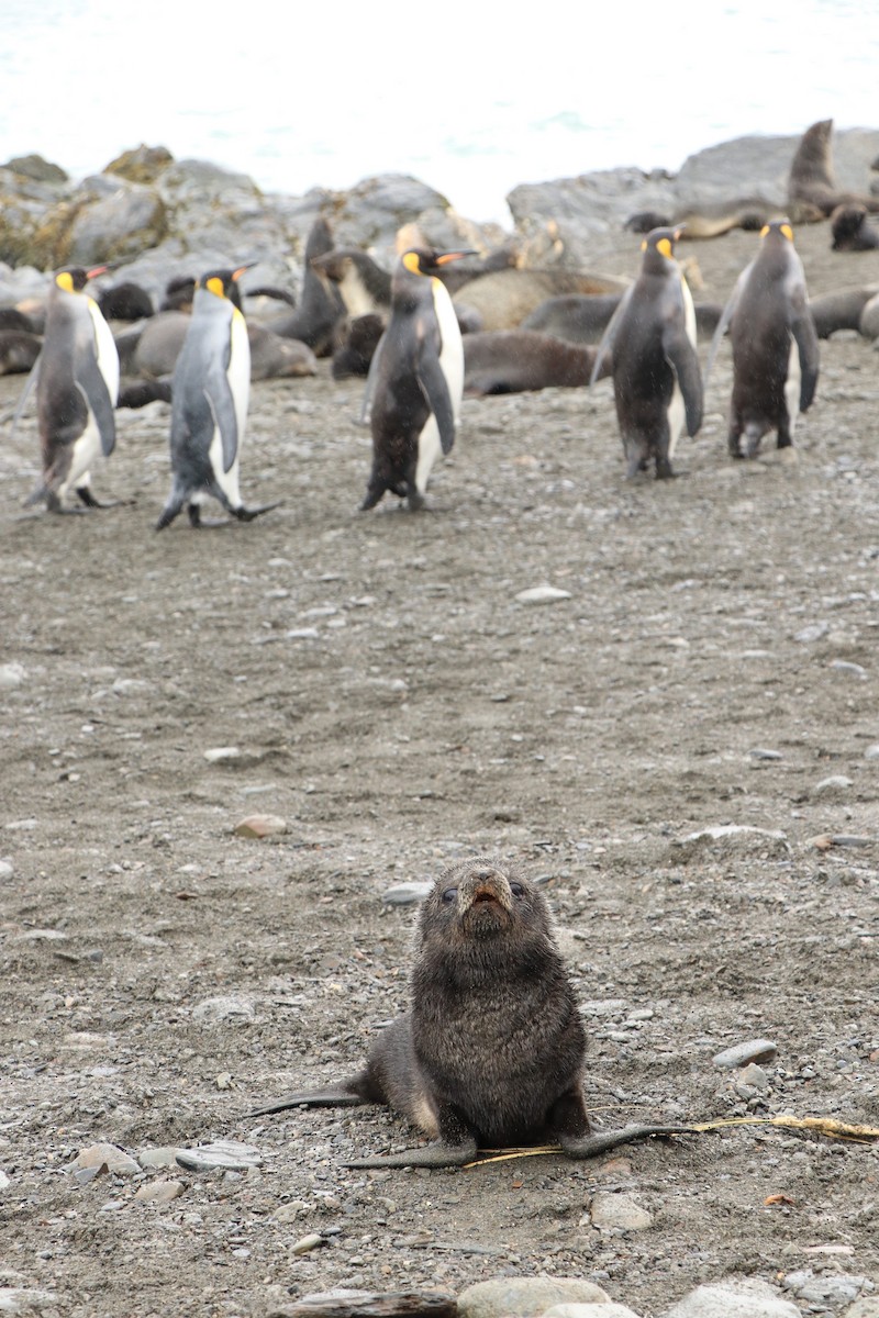 King Penguin - ML644818195