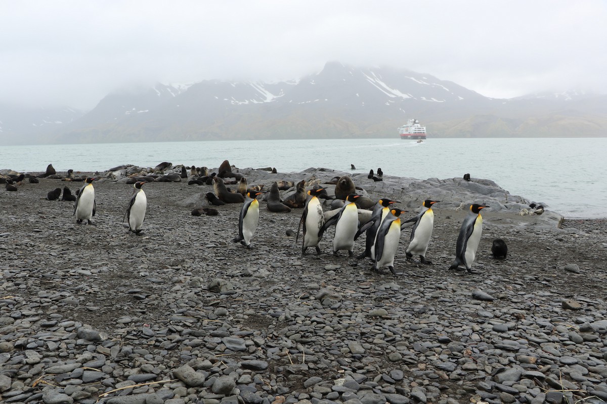 King Penguin - ML644818197