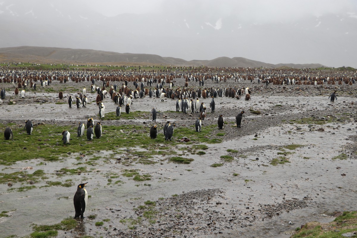 King Penguin - ML644818198