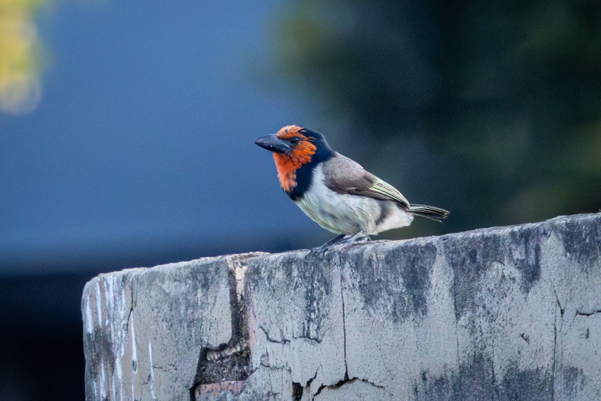 Black-collared Barbet - ML644818199