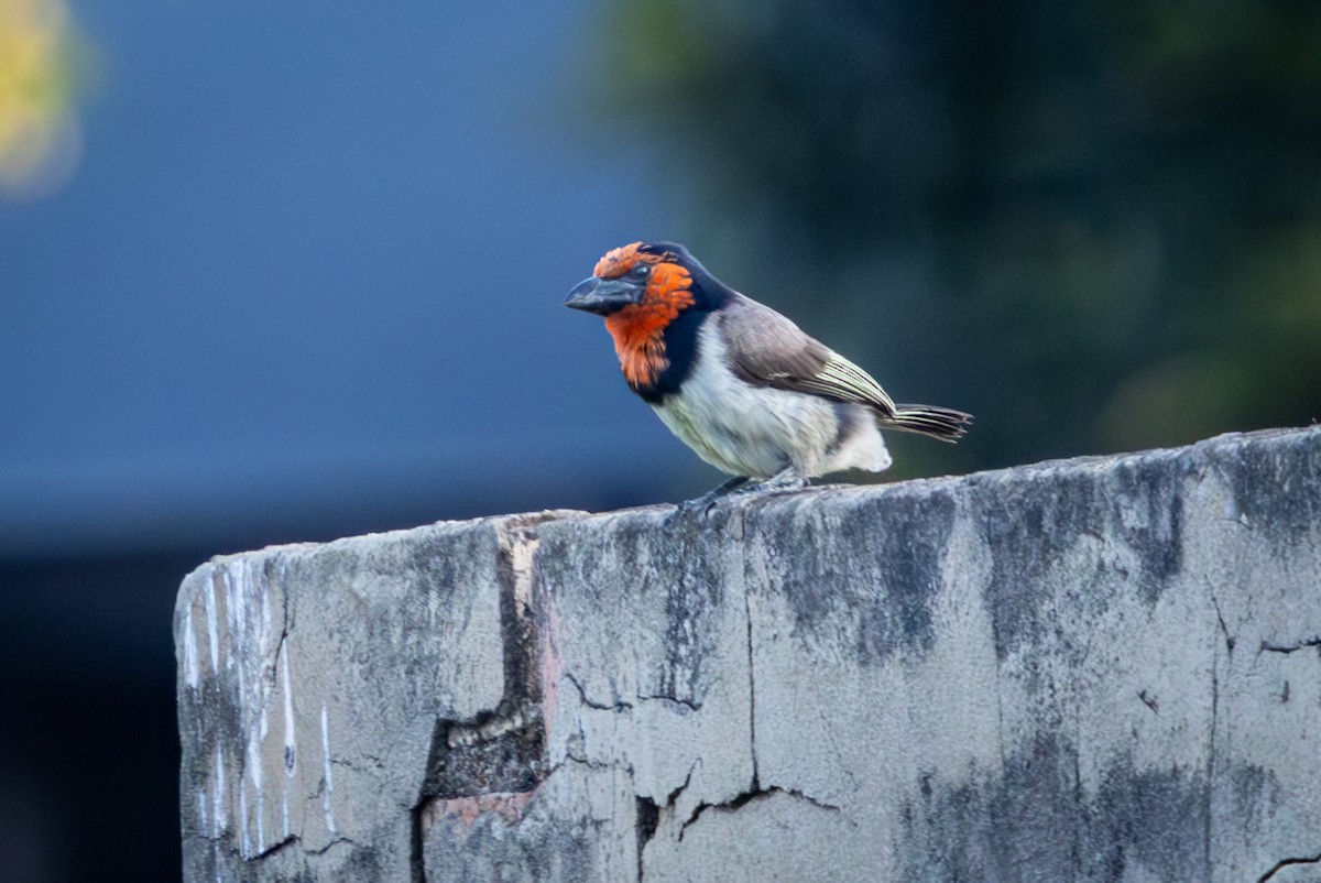 Black-collared Barbet - ML644818200