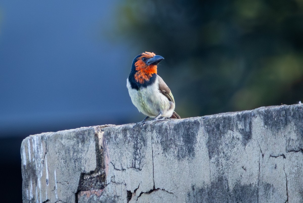 Black-collared Barbet - ML644818201