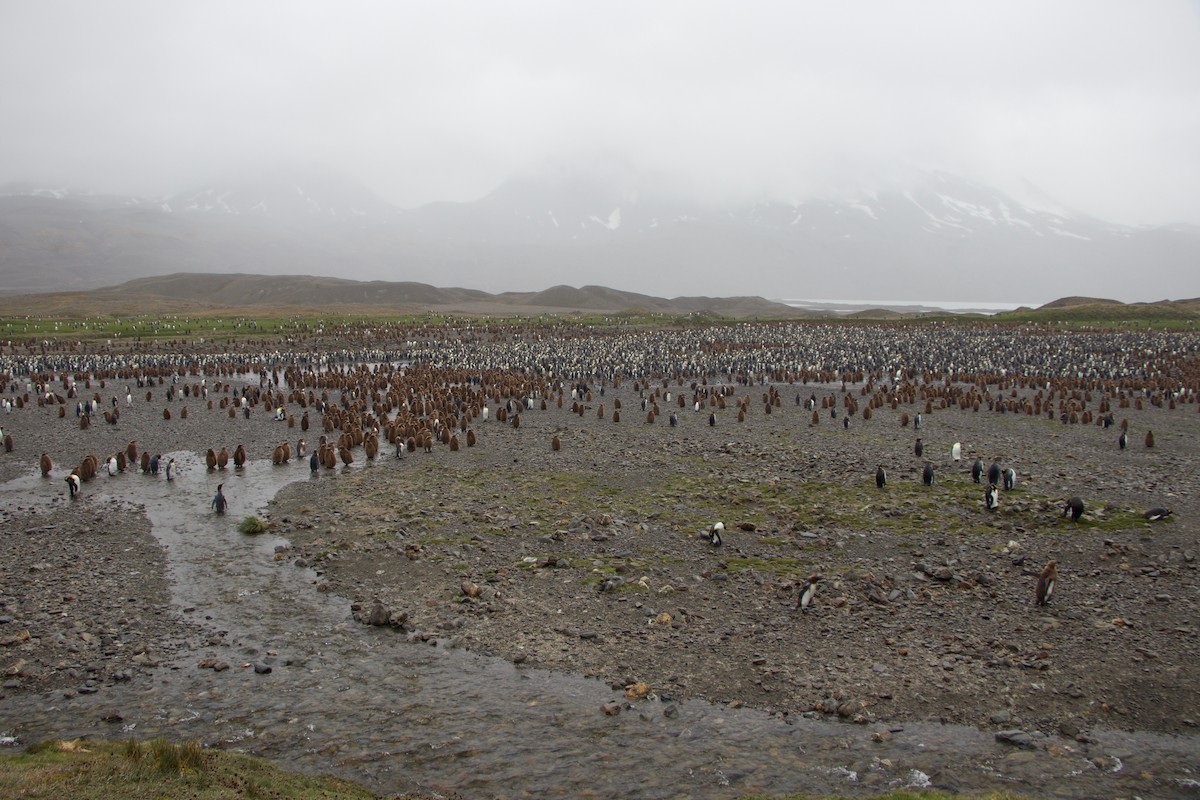 King Penguin - ML644818203