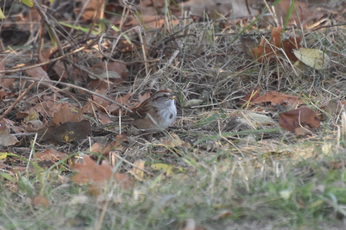 American Tree Sparrow - ML644818207